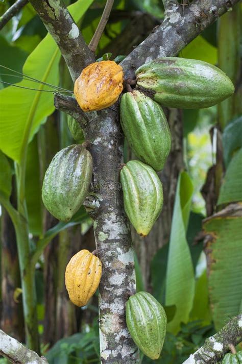 Cacao De Theobroma De Cacaoyer Avec Des Fruits Photo Stock Image Du Chocolat Couleur 131307202