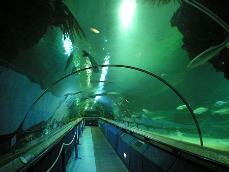 All Fun Here: Deep Sea World - Underwater Tunnel