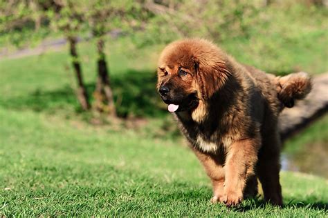 Rarest Dog Breed