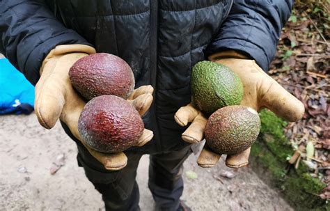 Bretagne Connue Pour Son Microclimat Cette Le Voit Pousser Des Avocats