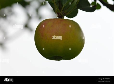 Apple Annie Elizabeth Stock Photo Alamy