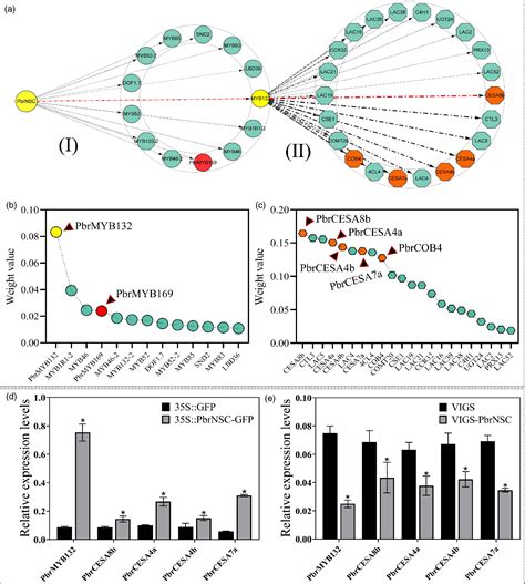 Figure From Auxin Inhibits Lignin And Cellulose Biosynthesis In Stone