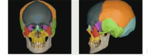 Anatomie T Te Et Cou Cartes Quizlet