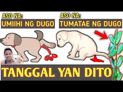 Aso Na Umiihi Ng Dugo Aso Na Tumatae Ng Dugo Ito Ang Solusyon