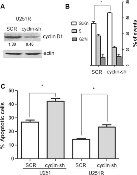 Knockdown Of Cyclin D1 Expression Increased Cisplatin Induced G1 Arrest