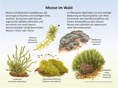 Lehrtafeln Rund Um Das Thema Wald Flora Und Fauna Im Wald Natur Im