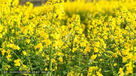 春天油菜花田园田野自然风景摄影素材汇图网