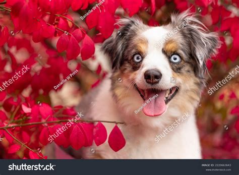 1605 Fall Aussie Images Stock Photos And Vectors Shutterstock