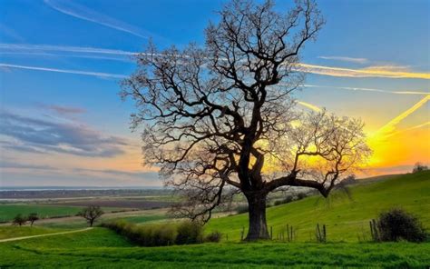 Tree Half Branches Naked Evening Sky Field Orange X Wallpapers