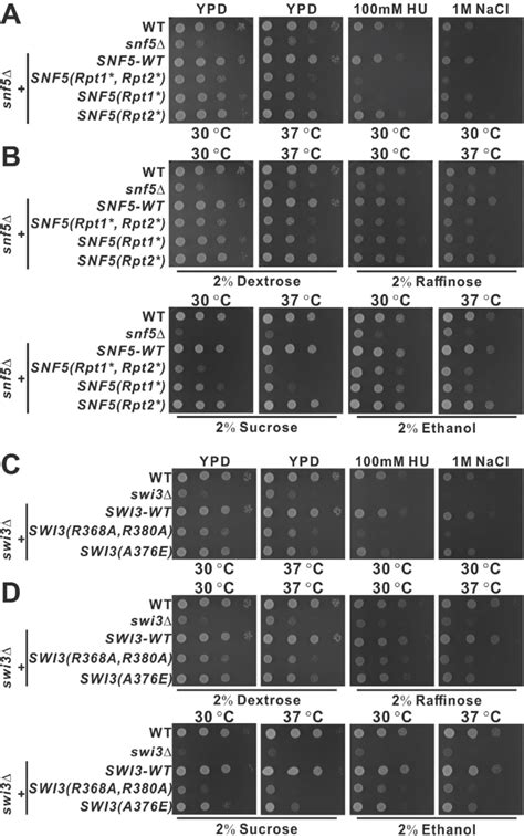 Snf5-Swi3 subcomplex formation is important for SWI/SNF function in ...