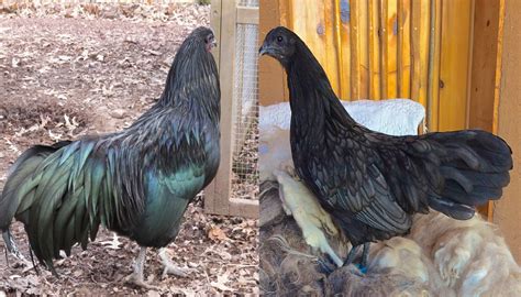 10 Of The Most Rare Chicken Breeds
