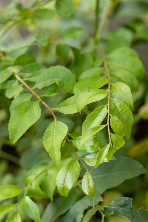 Curry Leaves stock photo. Image of garden, shrub, tree - 270993002