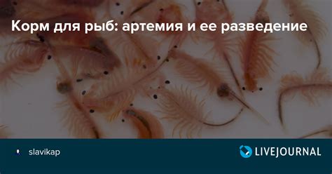Корм для рыб: артемия и ее разведение: slavikap — LiveJournal