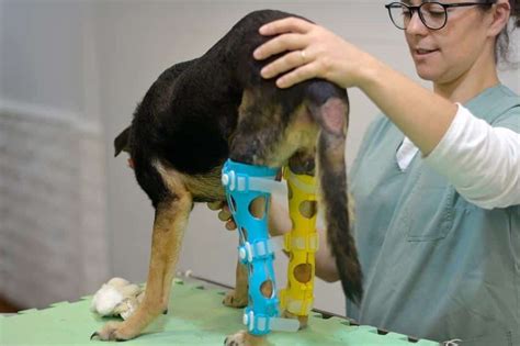 Arquitectura Y Veterinaria Se Unen Para Ayudar A Las Mascotas En Uruguay