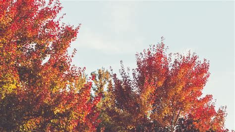 Red Green Leaves Trees Branches Autumn Blue Sky Background 4k Hd Nature