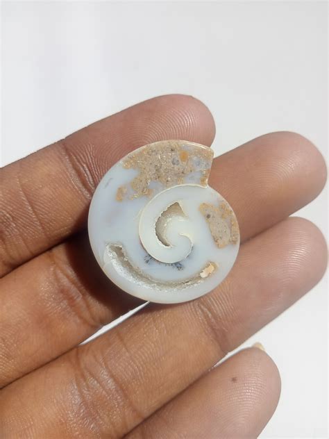 43 Ct 100 Natural Fossil Snail Slice Agate Shell Druzy Fossil Snail