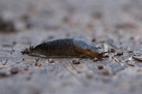 Tips Om Naaktslakken Te Voorkomen In De Tuin Aaltjesonline