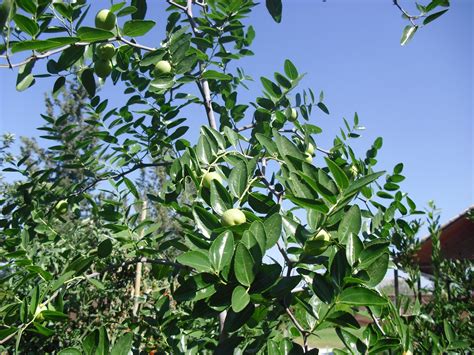 El huerto del Lopez: UN NUEVO ARBOL FRUTAL EN MI HUERTO, EL AZOFAIFO