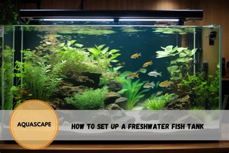 How To Set Up A Freshwater Fish Tank Aquarium Swimming Pool And Spa