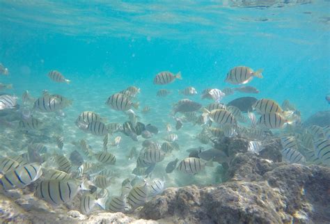 Snorkeling Spots in Hawaii - Snorkel-Mart