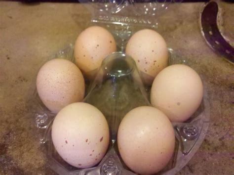 Barred Rock Chickens Eggs