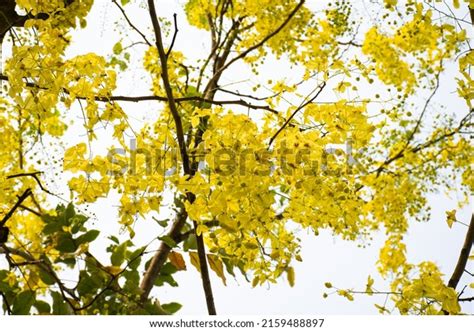 50,174 National Flower Thailand Images, Stock Photos & Vectors ...