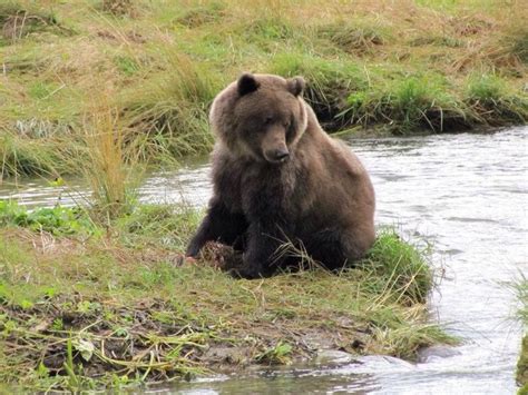 Wildlife near Haines, Alaska | Wildlife photos, Brown bear, Alaska