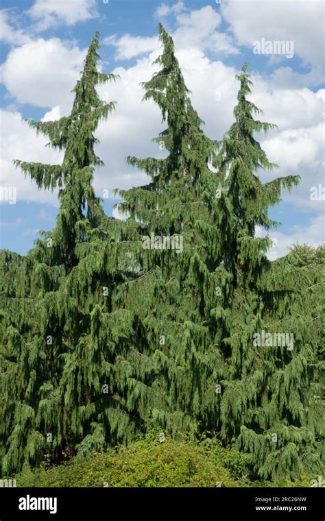 Nootka Cypress Tree Chamaecyparis Nootkatensis Pendula