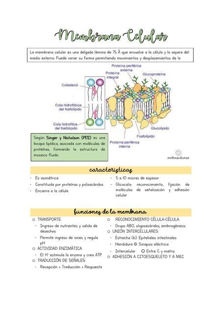 Membrana Udocz