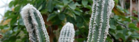 Pruning Cactus Melinda Myers