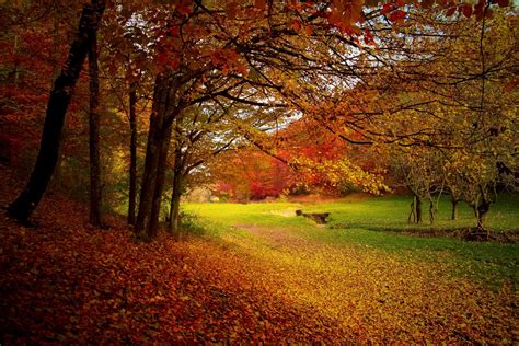 图片素材 景观 性质 森林 科 厂 阳光 早上 秋季 颜色 自然 多彩 季节 树木 落叶 林地 秋叶 秋天