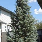 Spruce Columnar Blue Cheyenne Tree Farm Trees Shrubs Perennials