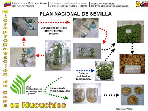 PDF Micropropagación en papa en Mucuchies Mérida Venezuela