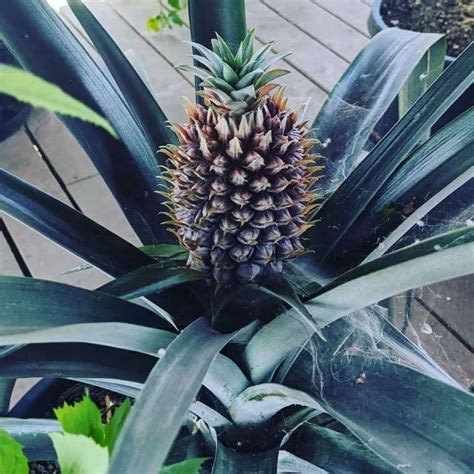 Growing Pineapples In Pots A Step By Step Guide