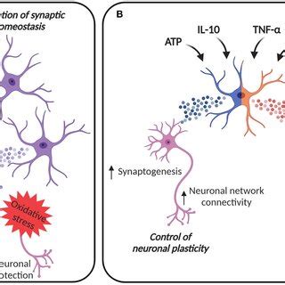 Evs In Astroglia Neuron Communication A Evs From Astrocytes Can Be