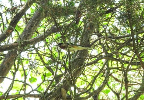 Reinita Casta A X Estriada H Brido Ebird