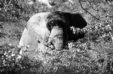 Mastodons About Elephants