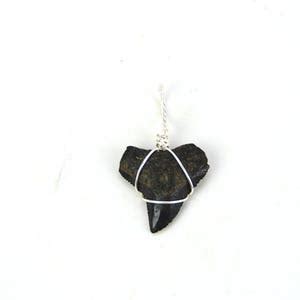 Bull Shark Tooth Necklace - Etsy