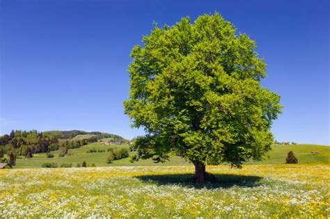 19 Heimische Gehölze für den Garten Bilder