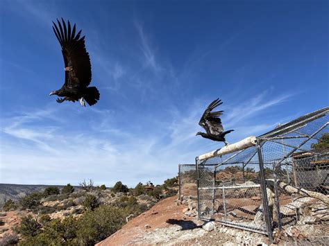 California Condors Returning To The Wild Custom Ink