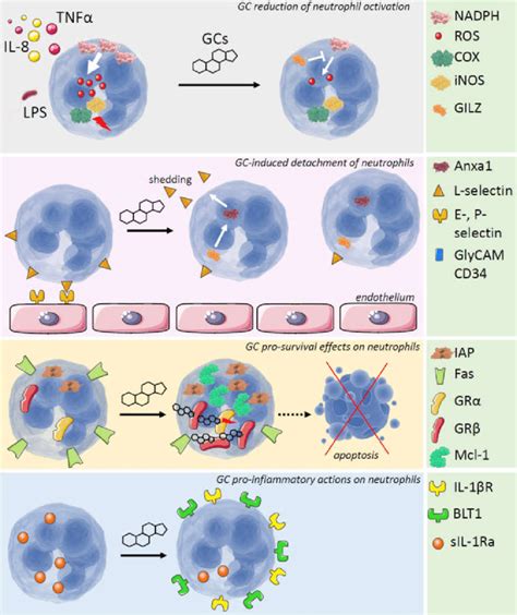 Multiple Effects Of Gcs On Neutrophils From The Top To The Bottom