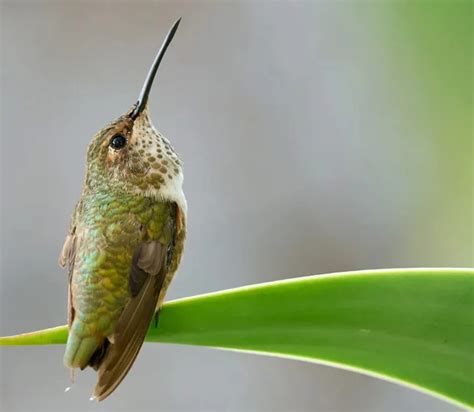 Hummingbirds In Connecticut 7 Species You Can Encounter Bird Guidance