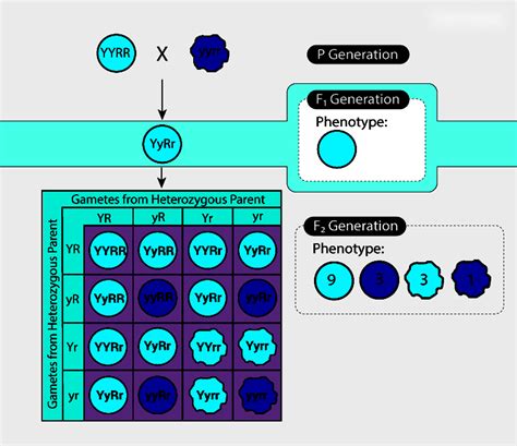 Dihybrid Cross And Inheritance Of Two Genes A Comprehensive Guide