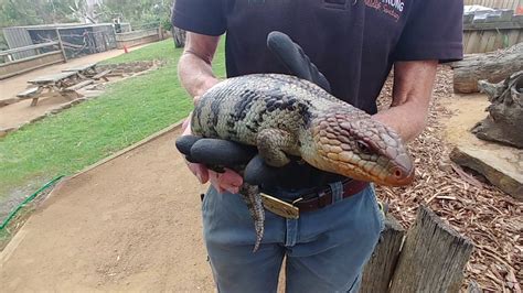 Blue Tongue Lizard Bonorong Wildlife Sanctuary Tasmania Youtube