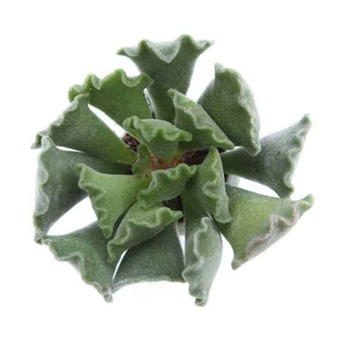 11 Non-Toxic Succulents Safe for Dogs - Sublime Succulents