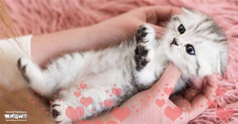 Los Perros Machos O Hembras Se Llevan Mejor Con Los Gatos