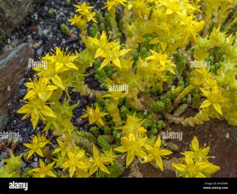 Yellow Flowers Of Biting Stonecrop Sedum Acre Stock Photo Alamy