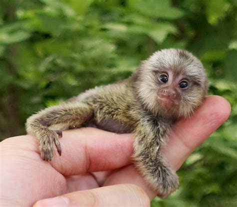 Imutnya 7 Potret Pygmy Marmoset Monyet Lucu Yang Terkecil Dunia