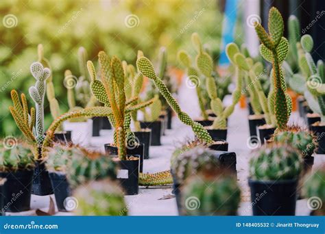 Variedade De Cacto Pequeno E De Plantas Suculentos Em Uns V Rios