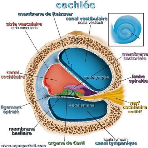 Canal Cochl Aire D Finition Et Explications